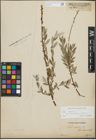 Foto von Salix repens subsp. incubacea (L.) A. Neumann
